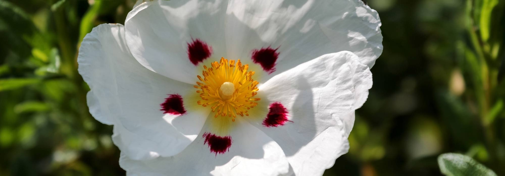 Planting a rockrose in a pot