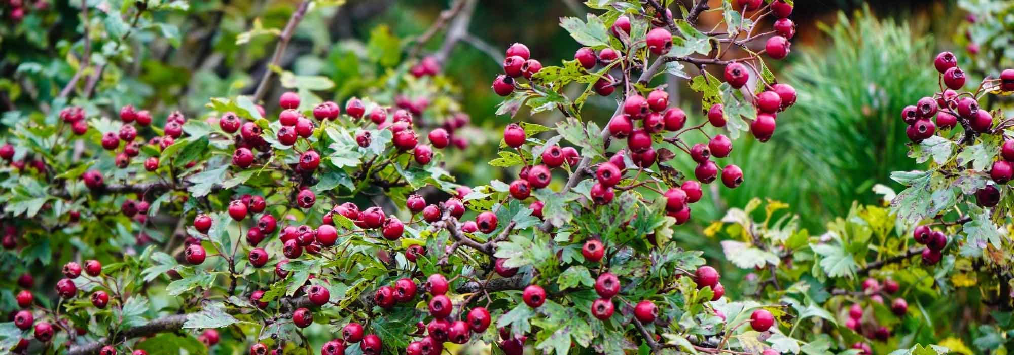 Diseases and Pests of Hawthorn