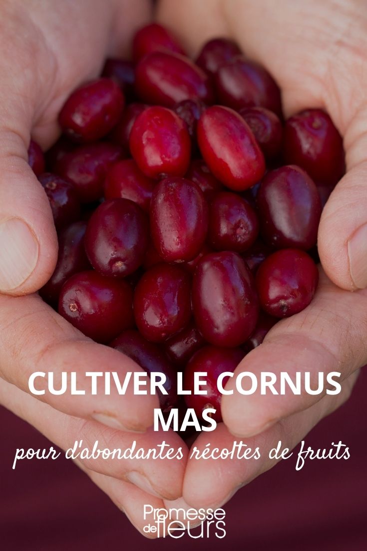 Cultivating Cornus mas