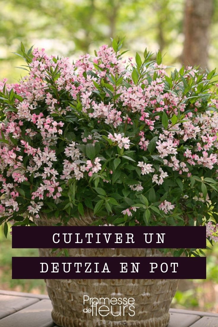 Growing Deutzia in Containers
Deutzia, with its charming and abundant blooms, is a delightful addition to any garden. However, not everyone has the luxury of ample garden space. Fortunately, Deutzia thrives just as well in containers, making it a perfect choice for patios, balconies, and other compact areas.
### Choosing the Right Container
Select a container that is large enough to accommodate the root ball of your Deutzia with extra space for growth. Ensure the pot has adequate drainage holes to prevent waterlogging, which could lead to root rot. A good rule of thumb is to choose a pot that is at least 30-40 cm in diameter.
### Soil and Planting
Deutzia prefers well-drained, fertile soil. For container planting, use a high-quality potting mix that ensures good drainage. You can enhance the soil with a slow-release fertilizer to support the initial growth. When planting, position the Deutzia at the same depth it was in its nursery pot, and fill around the plant with soil, gently tamping down to remove any air pockets.
### Watering and Feeding
Regular watering is crucial, especially in the warmer months, as potted plants dry out faster than those in the ground. Water your Deutzia when the top inch of soil feels dry. Avoid overwatering by ensuring the pot drains any excess water. Feed your Deutzia with a balanced, water-soluble fertilizer every four to six weeks during the growing season to promote healthy growth and abundant flowering.
### Pruning and Maintenance
Prune Deutzia annually to maintain its shape and encourage flowering. The best time to prune is after the blooms have faded, usually in late spring or early summer. Remove any dead or overcrowded branches to allow light and air to penetrate the plant, which helps prevent diseases.
### Winter Care
In colder regions, protect your potted Deutzia during winter. Containers expose roots to colder temperatures than the ground. Move the pot to a sheltered location, like a garage or shed, or insulate the pot with bubble wrap or hessian to shield it from frost.
By following these simple care guidelines, your Deutzia will thrive in a container, bringing beauty and elegance to your limited space year after year. Growing Deutzia in Containers
