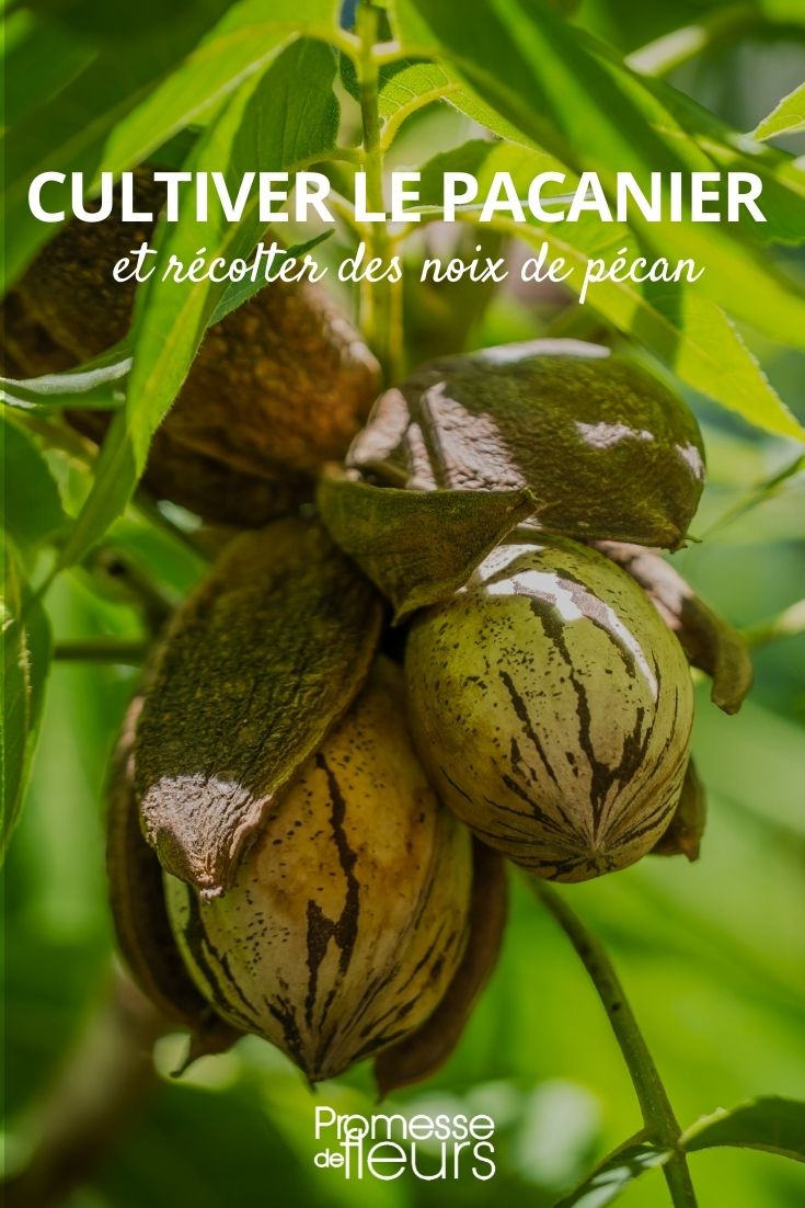 Growing Pecan Walnuts Growing Pecan Walnuts