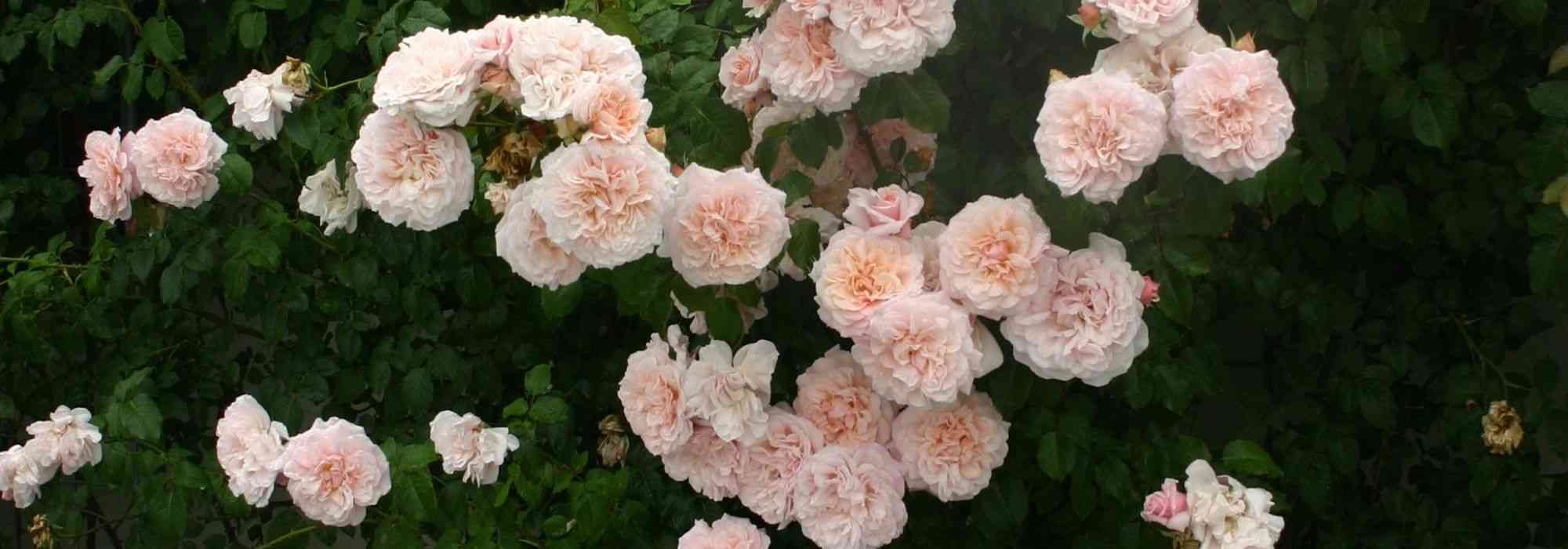How to grow a climbing rose in a pot?