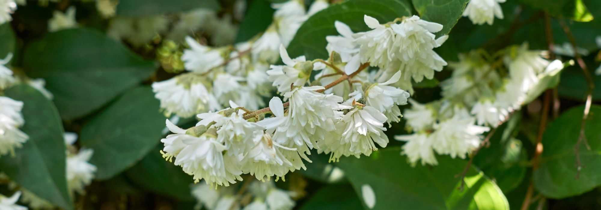 Choosing a Deutzia