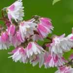 Growing a Deutzia in a pot