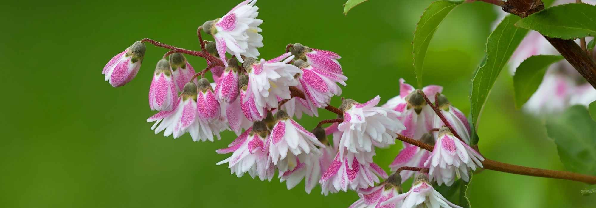 Growing a Deutzia in a pot