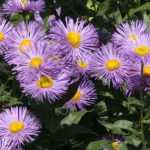 Growing an erigeron in a pot