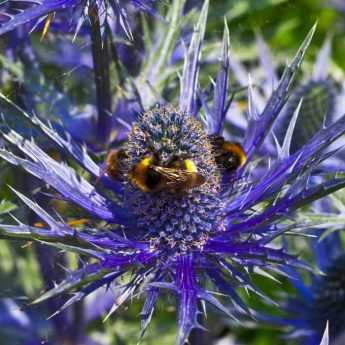 Taking Cuttings from an Eryngium