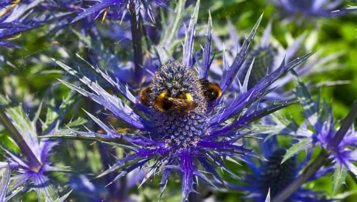 Taking Cuttings from an Eryngium