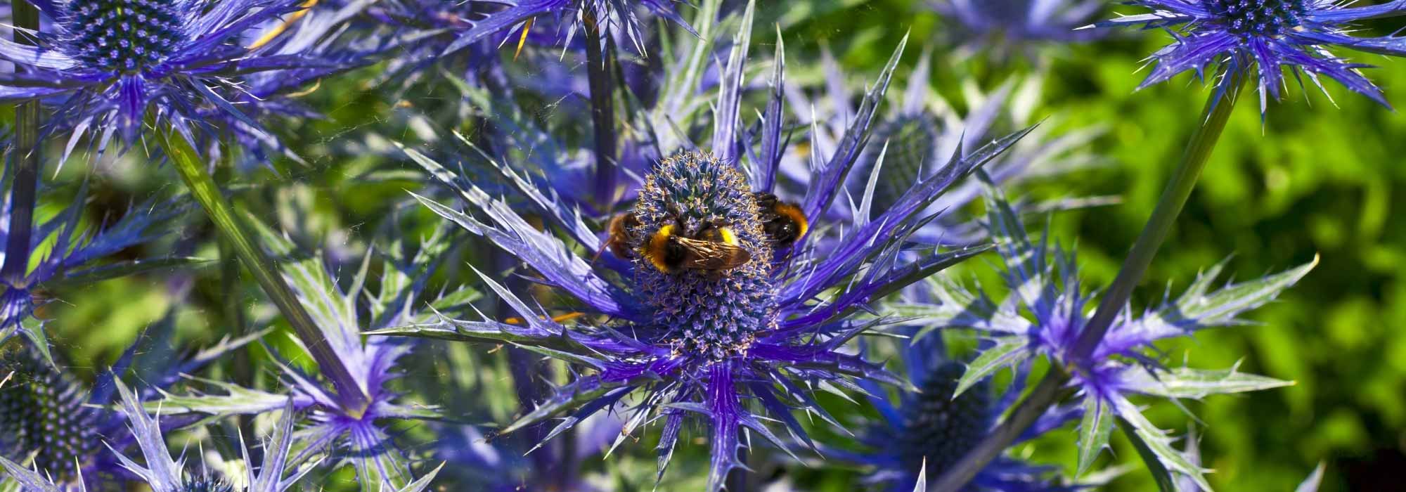 Propagate Eryngium