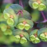 Growing a spurge in a pot