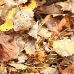 7 trees that produce a lot of fallen leaves