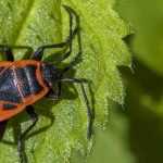The ladybirds, red and black insects that are beneficial for the garden.