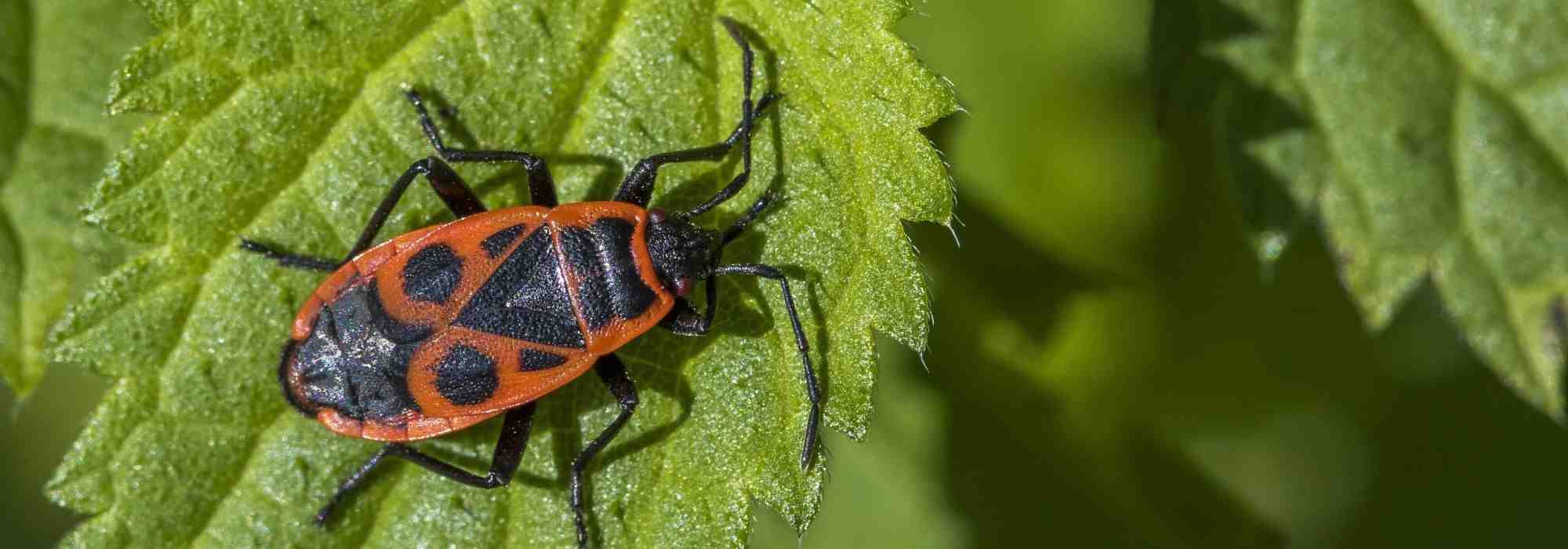 The ladybirds, red and black insects that are beneficial for the garden.