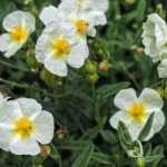 Associating Helianthemums