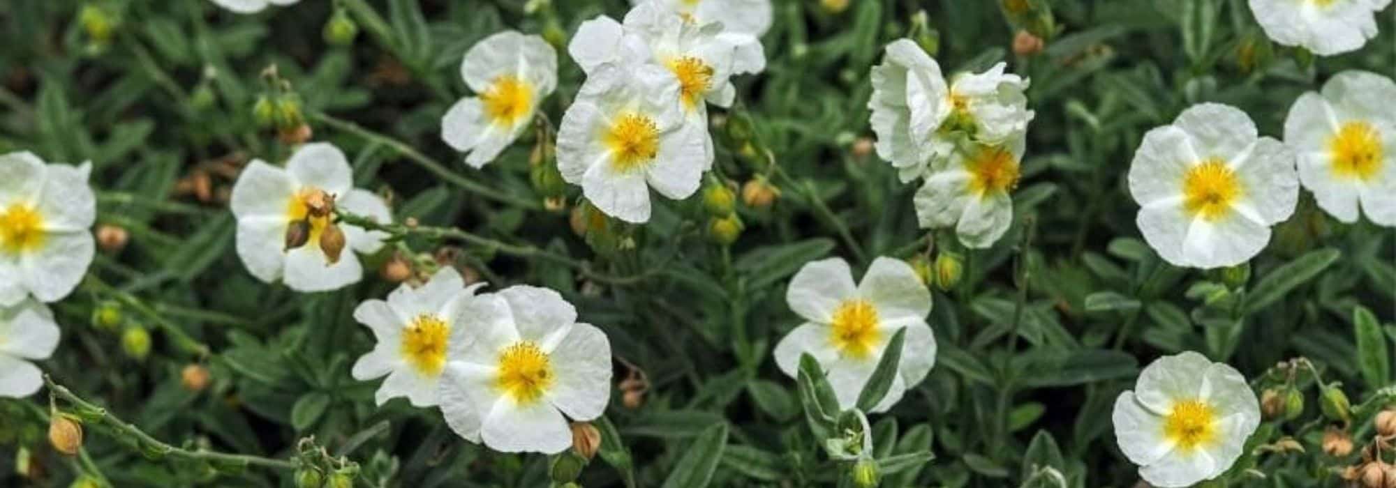 Associating Helianthemums