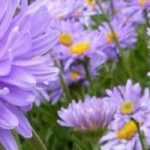 Drought-resistant asters