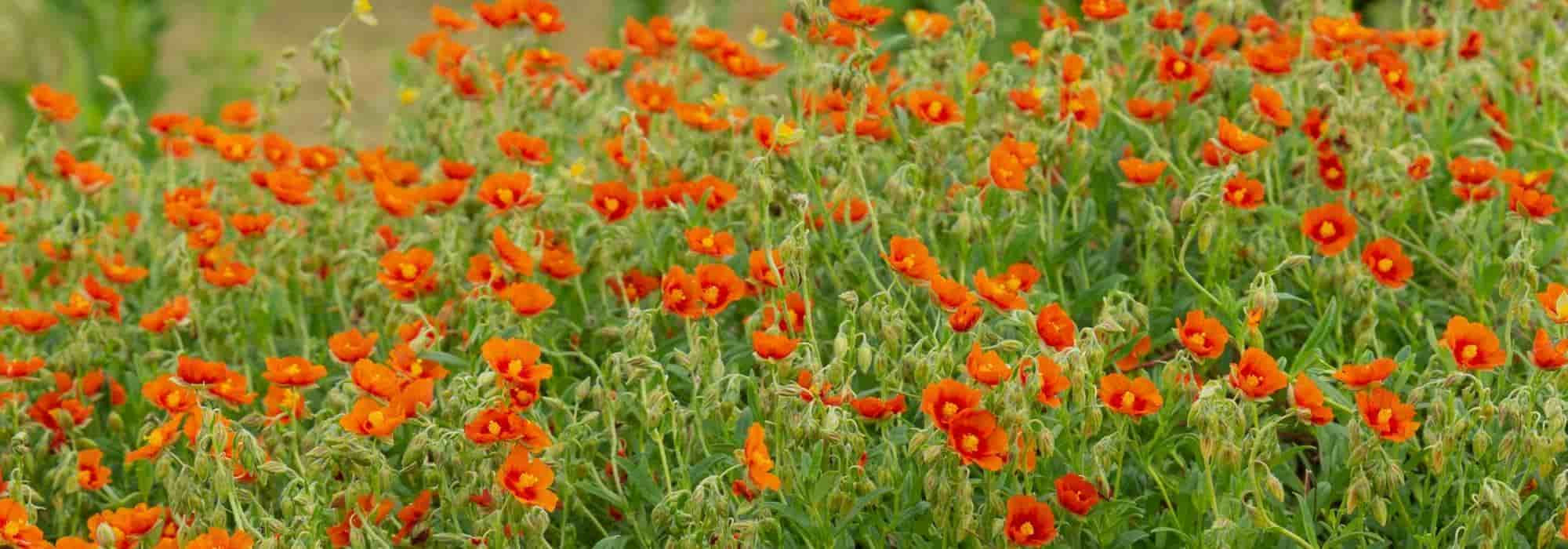 Growing a helianthemum in a pot