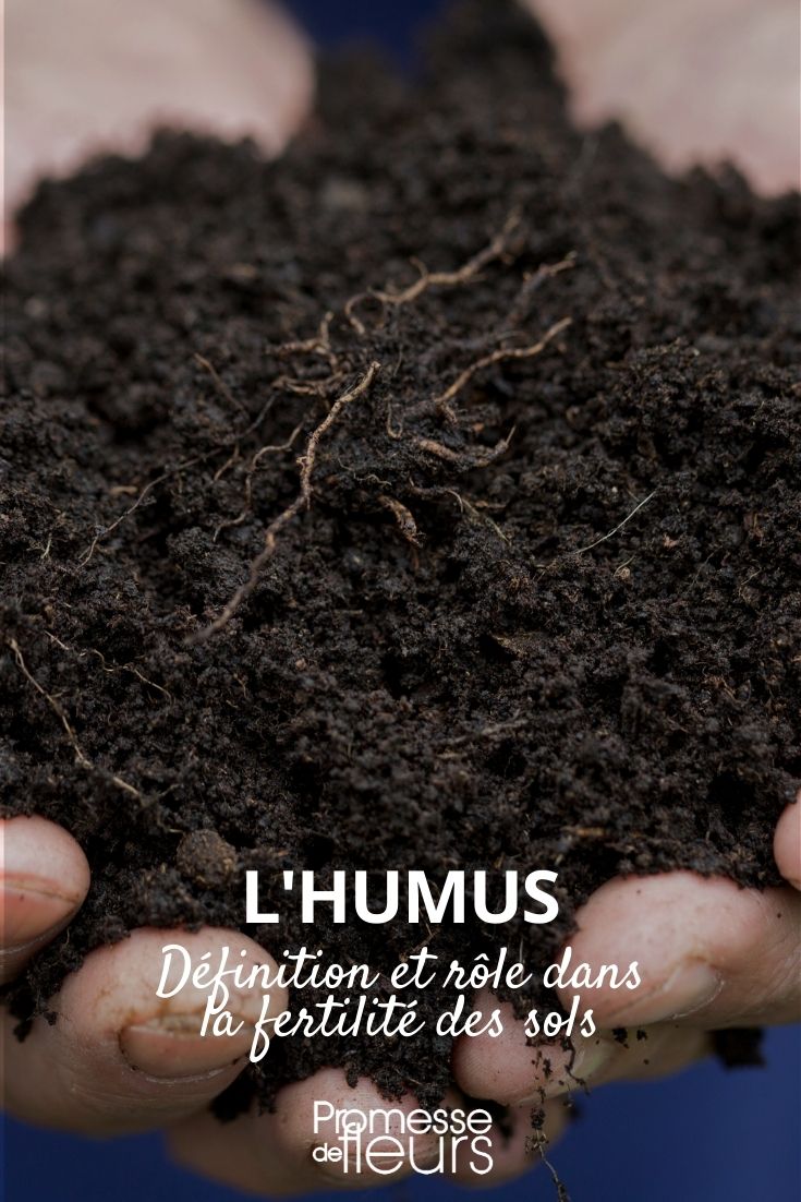 Humus is a dark, organic material that forms in soil when plant and animal matter decays. It is rich in nutrients and helps improve soil fertility, making it essential for healthy plant growth. Humus is the organic component of soil, formed by the decomposition of leaves and other plant material by soil microorganisms. It is essential for the fertility of the earth, helping to improve soil structure, increase water retention, and provide nutrients necessary for plant growth.