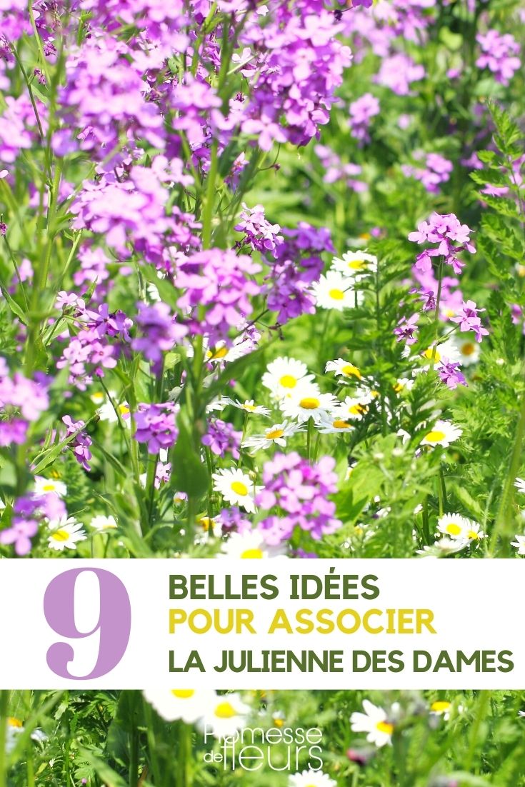 Hesperis matronalis - Companion Planting Hesperis matronalis - Companion Planting