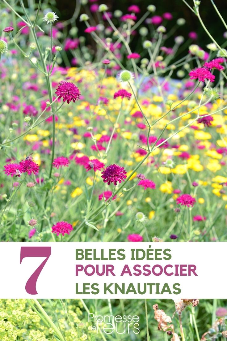 knautia-associer knautia-associate