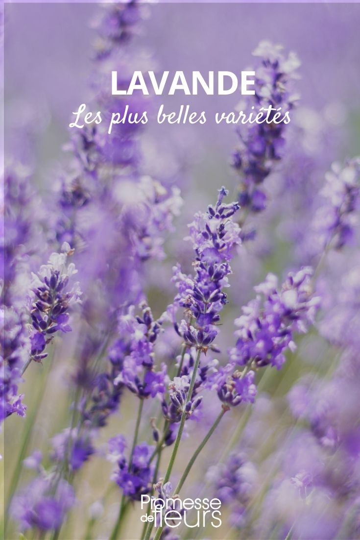 Lavender: The Most Beautiful Varieties