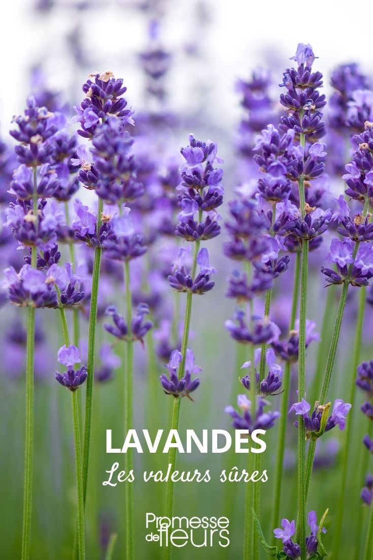 lavender reliable choices