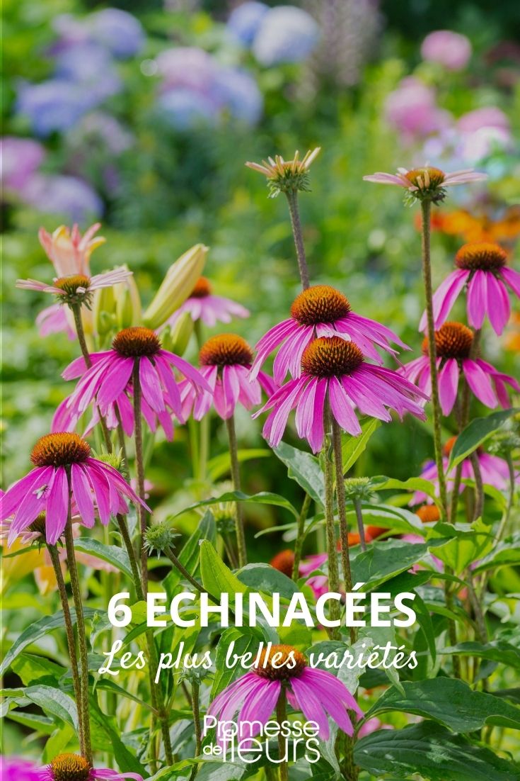 The 6 Most Beautiful Echinaceas The 6 Most Beautiful Echinaceas