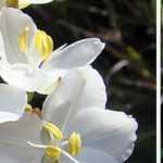 Pairing ideas with libertias