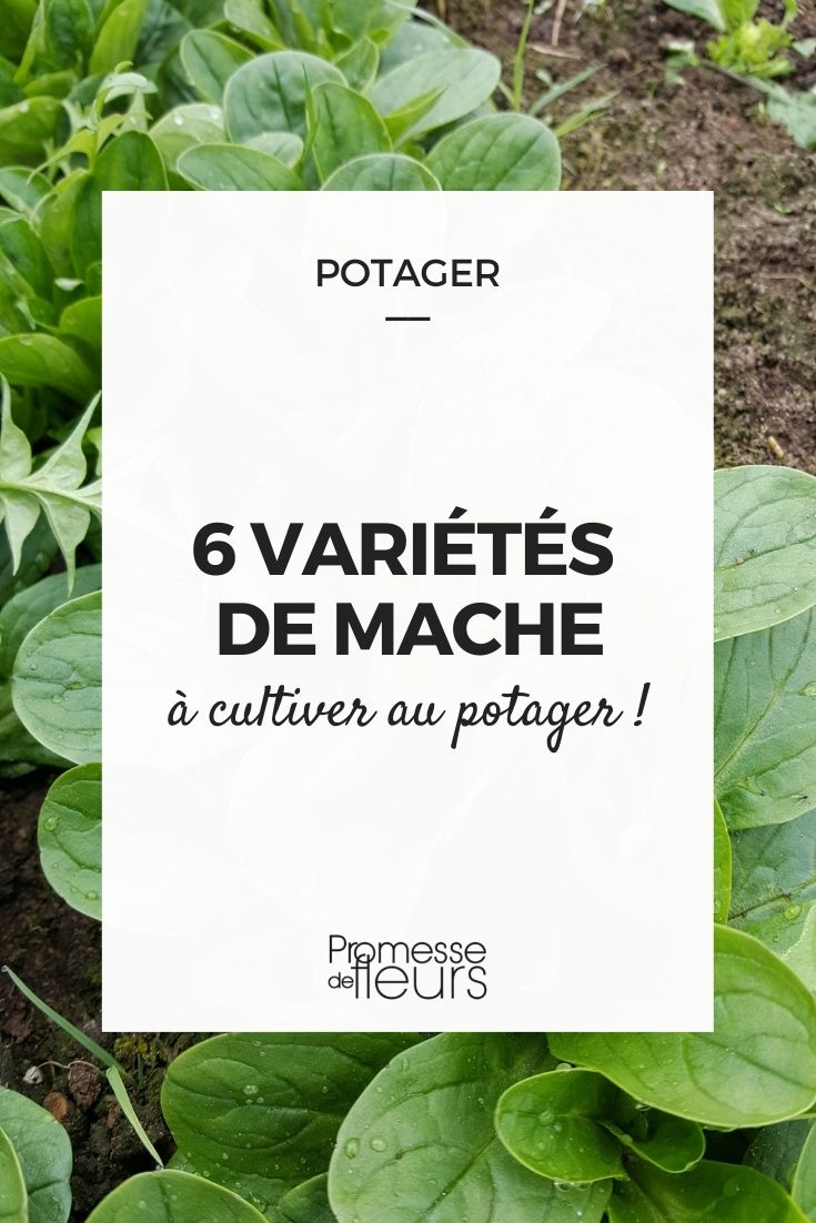 corn salad lamb's lettuce