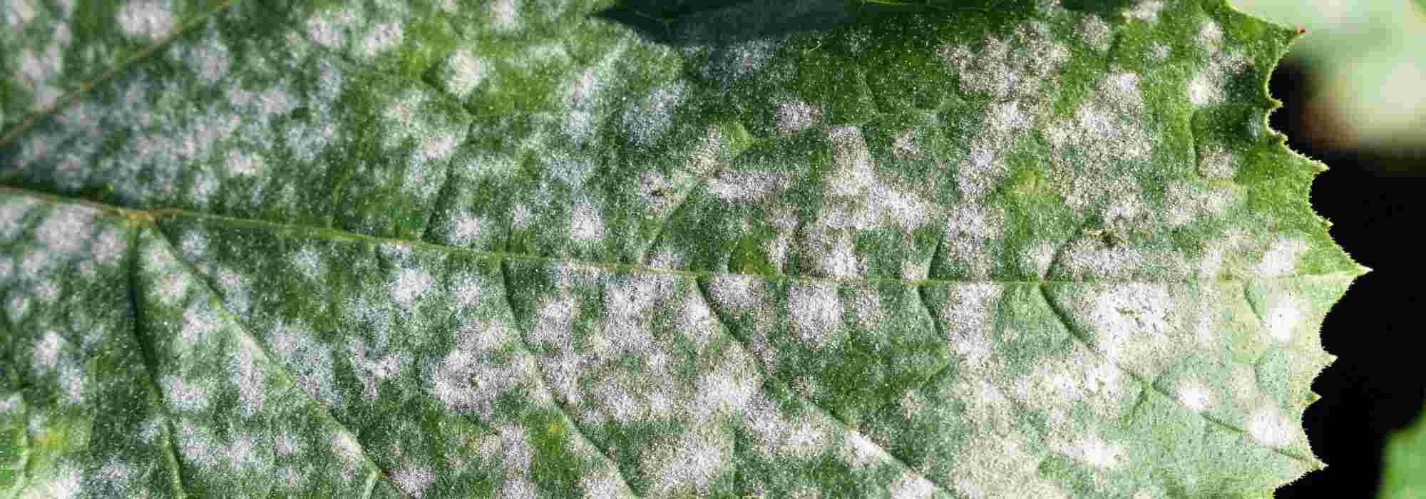 All you need to know about fungal diseases