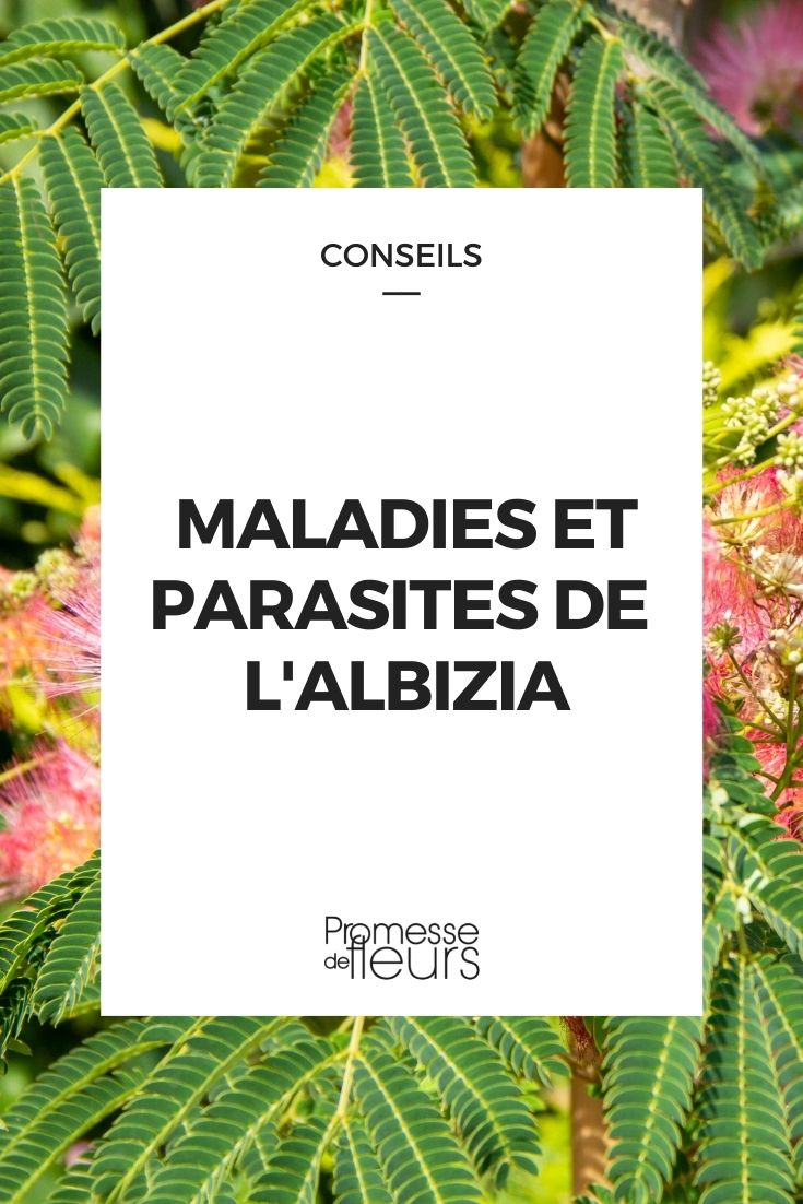 Parasitic Disease in Albizia
Albizia trees, known for their beautiful silk-like flowers and fern-like foliage, can sometimes fall victim to parasitic diseases. These issues not only mar the appearance of these graceful trees but can also affect their health and longevity. Understanding the signs and preventive measures can help in maintaining the health of your Albizia.
If you notice any unusual symptoms on your Albizia, such as discolored leaves, stunted growth, or abnormal leaf drop, it might be suffering from a parasitic infection. It's crucial to identify the problem early and take appropriate action to protect your tree and keep your garden thriving. Parasitic Disease in Albizia