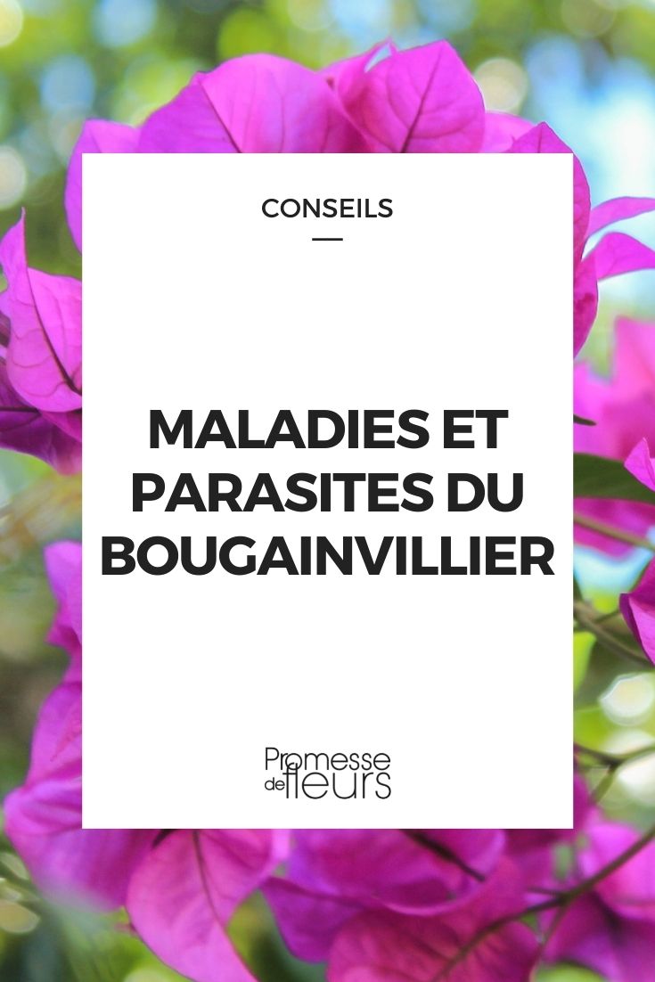Parasitic Disease in Bougainvillea Parasitic Disease in Bougainvillea