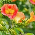 Diseases and pests of the trumpet vine