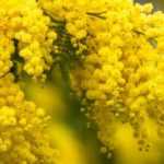 Which mimosa to choose according to your region and its frost resistance?