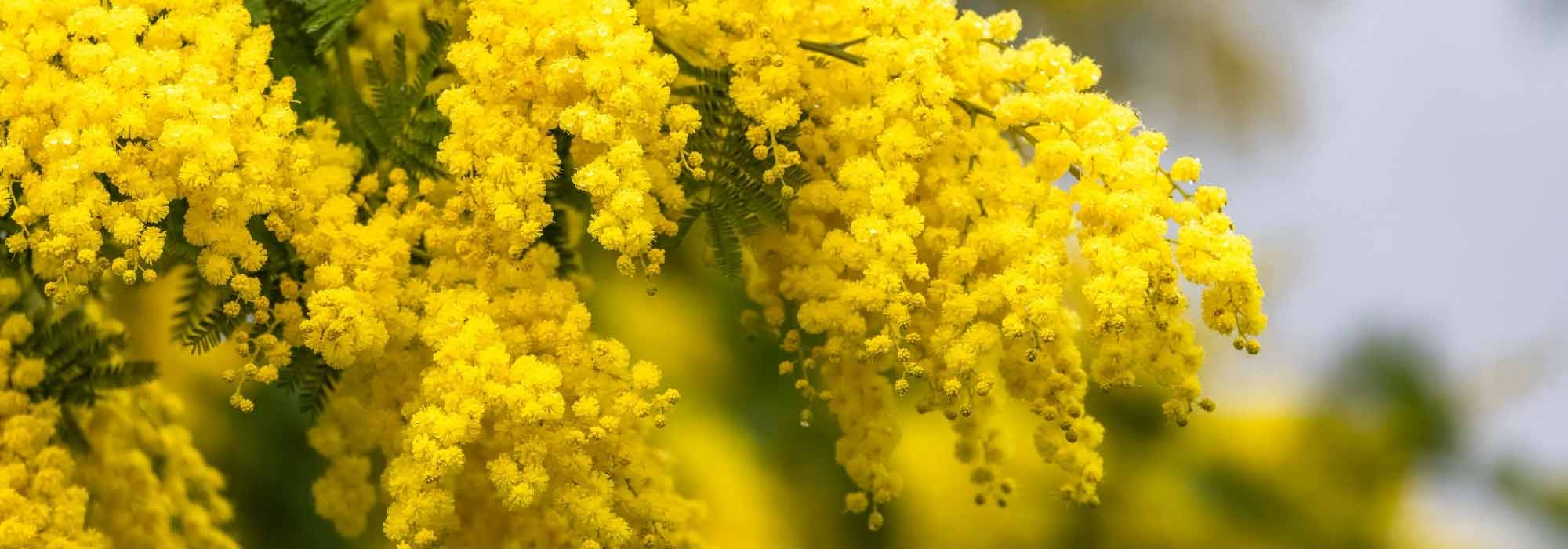 Which mimosa to choose according to your region and its frost resistance?