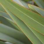 Which phormium to plant according to your region?