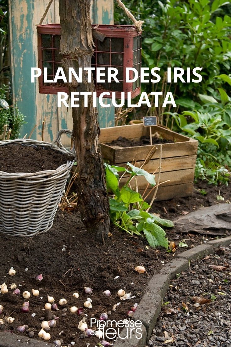 Planting Iris reticulata