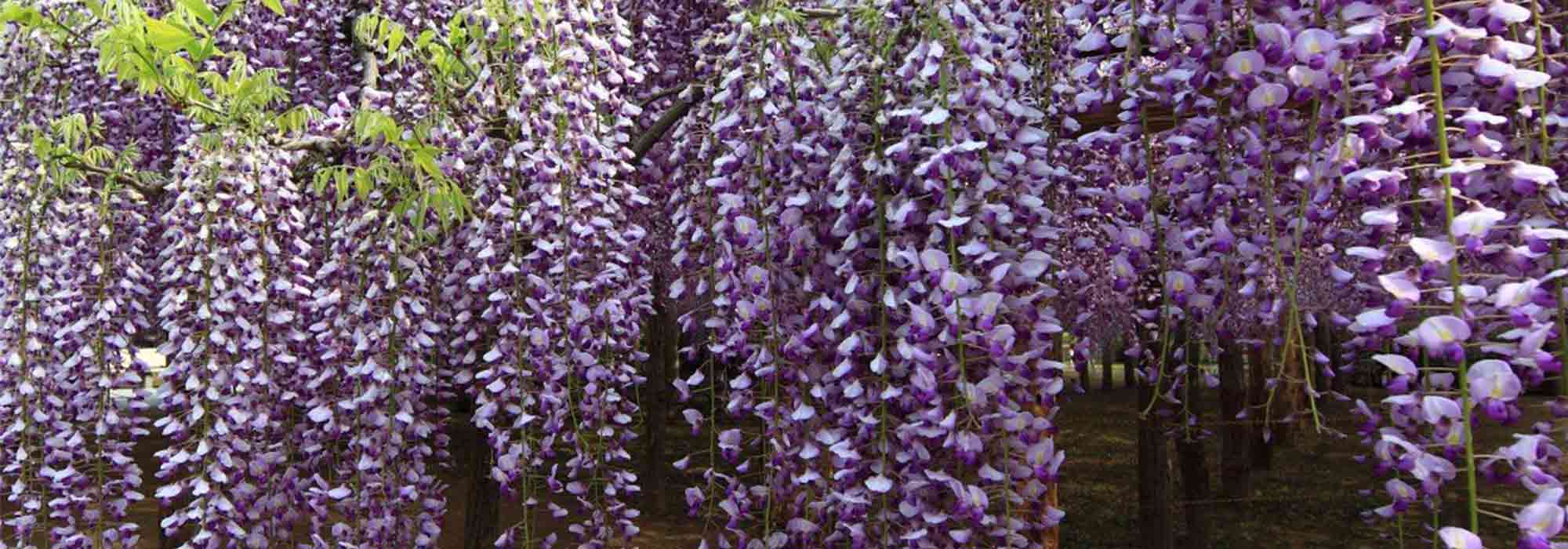 8 climbing plants: the most melliferous