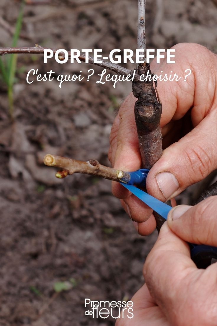 grafting stock Graft Rootstock: What Is It and Which One to Choose