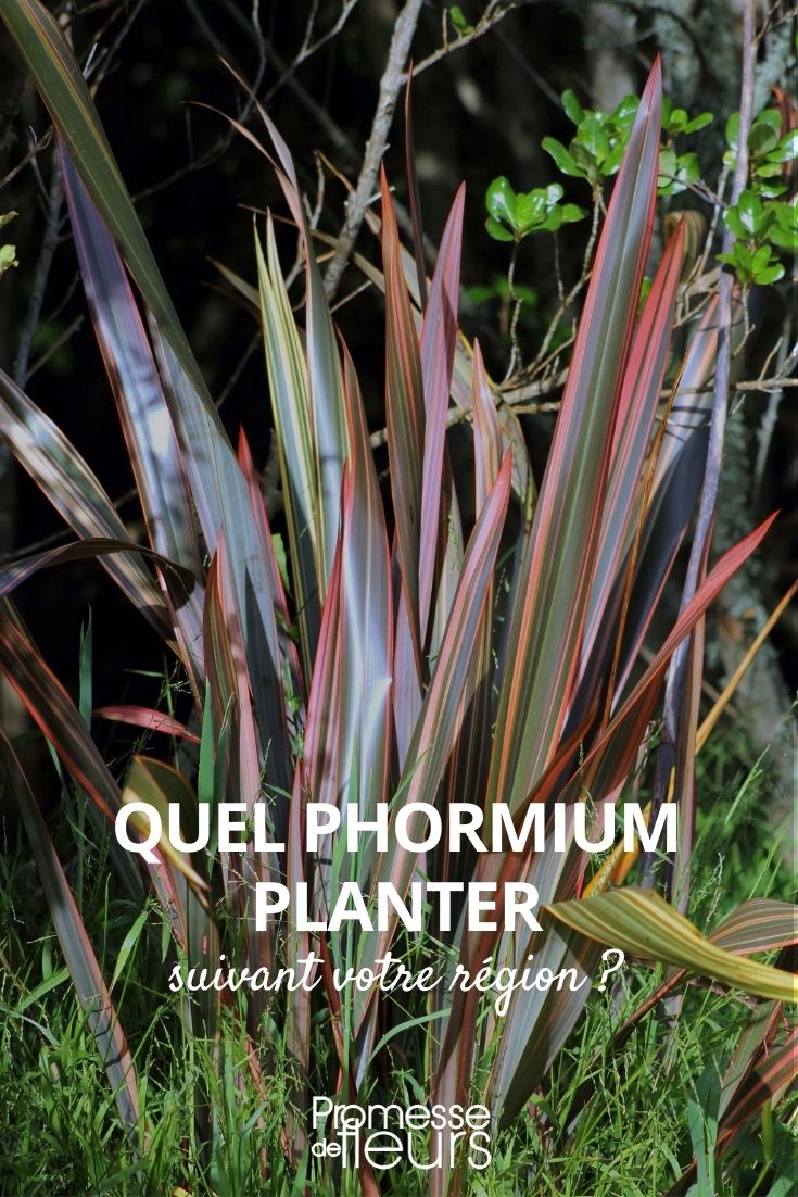 Which Phormium to Plant Which Phormium to Plant