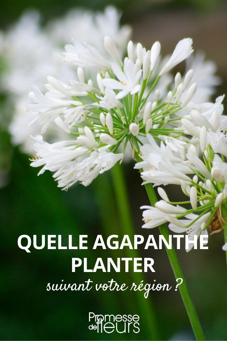 Which Agapanthus to Plant Depending on Your Region Which Agapanthus to Plant Depending on Your Region