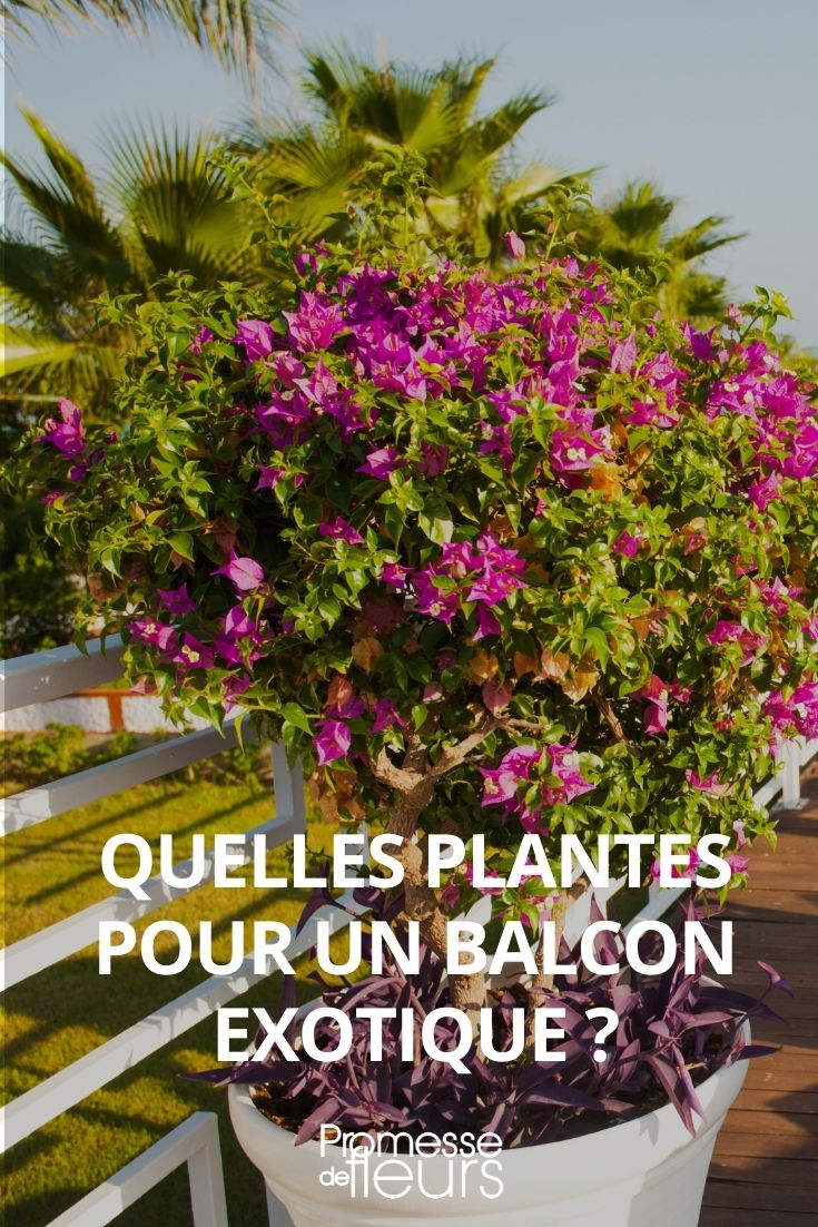 Which Plants for an Exotic Balcony Garden?
