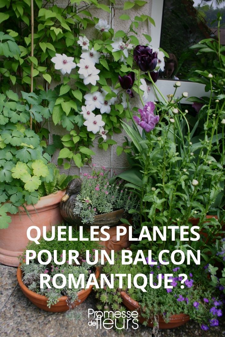 Which Young Plants for a Romantic Balcony? Which Young Plants for a Romantic Balcony, Greening a Romantic Balcony, Romantic Balcony, Romantic Terrace
