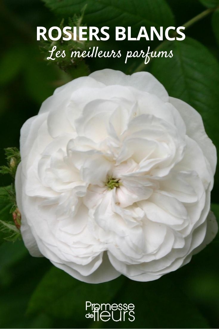 white fragrant rose white fragrant rose