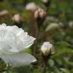 6 highly fragrant white roses