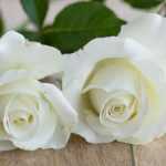 7 bush roses with large white flowers