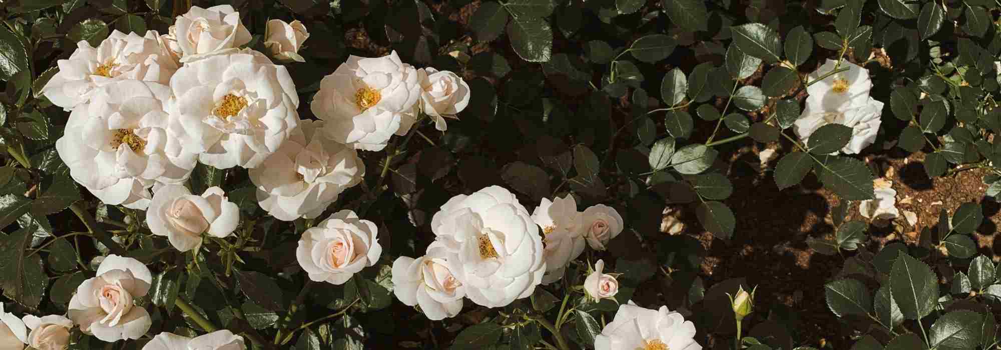 6 white flowering groundcover roses