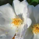 5 rose bushes with white dog-rose flowers