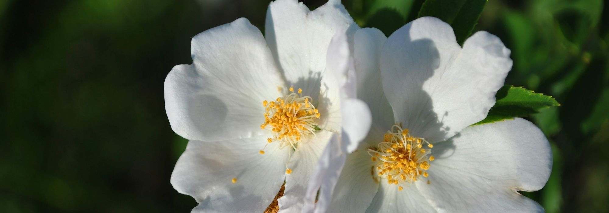 5 rose bushes with white dog-rose flowers