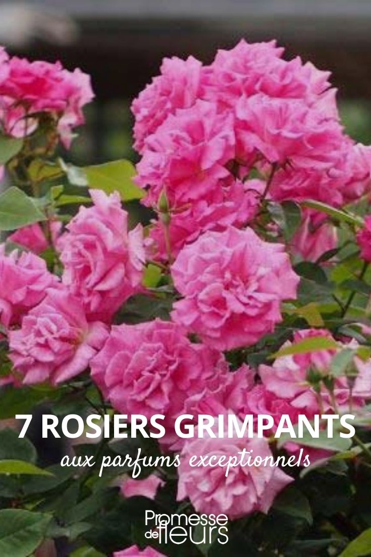 Climbing Rose Fragrance Climbing Rose Fragrance
